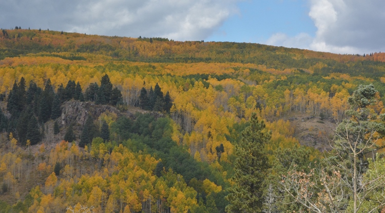 train through autumn colors